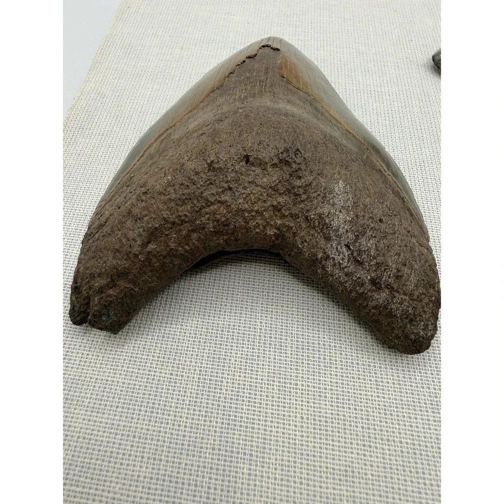 Set 3- Megalodon Teeth Mounted In Walnut 8x10 Shadow Box